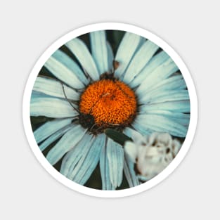 Daisy Flower Grunge Photograph Magnet